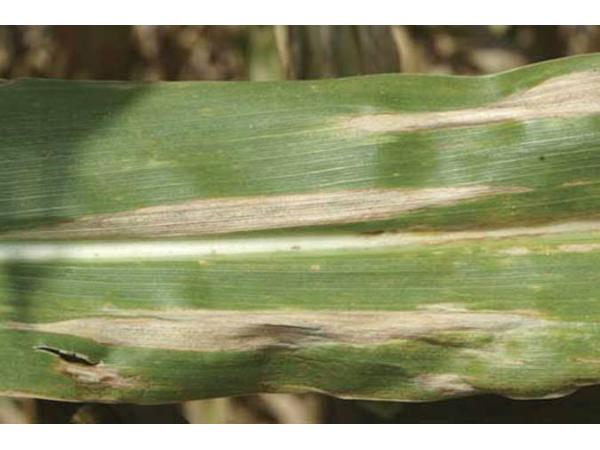 Болезни кукурузы - защита и меры борьбы